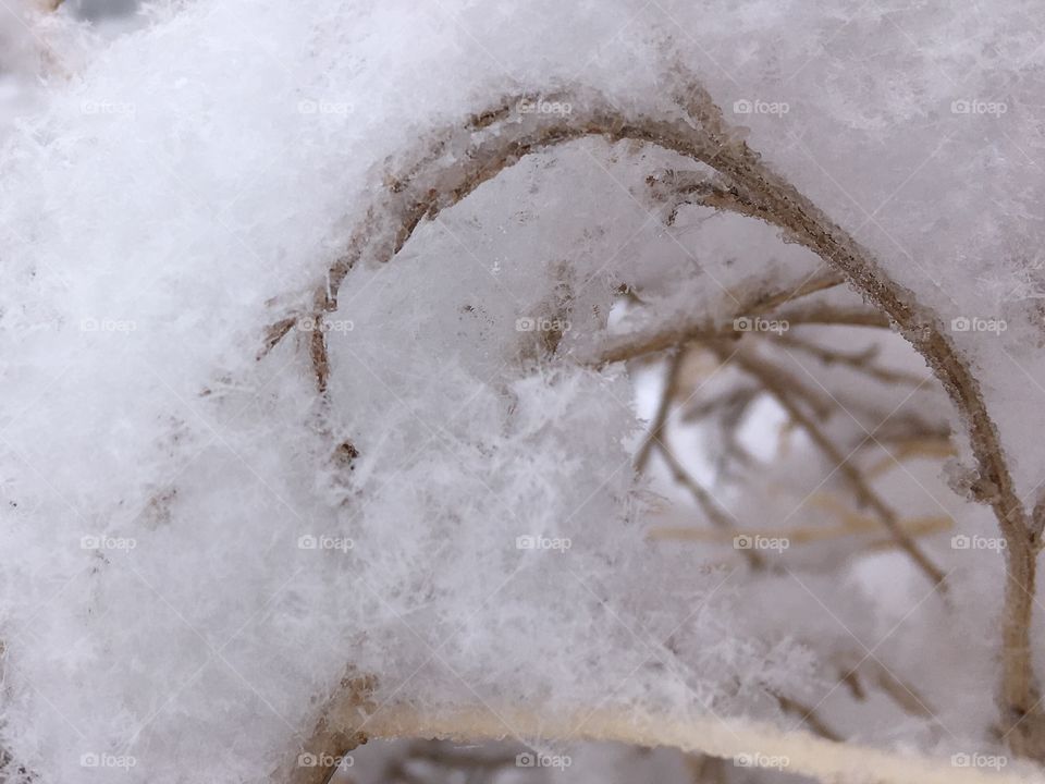 Snowy Tumbleweed 