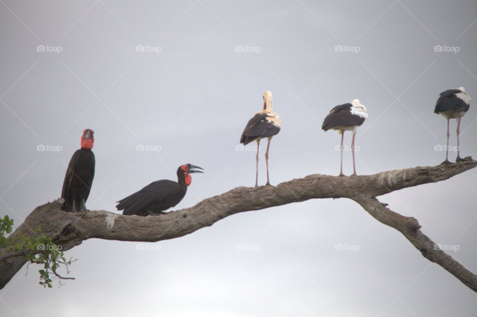 birds africa storks abysinnian ground hornbill by hoslo