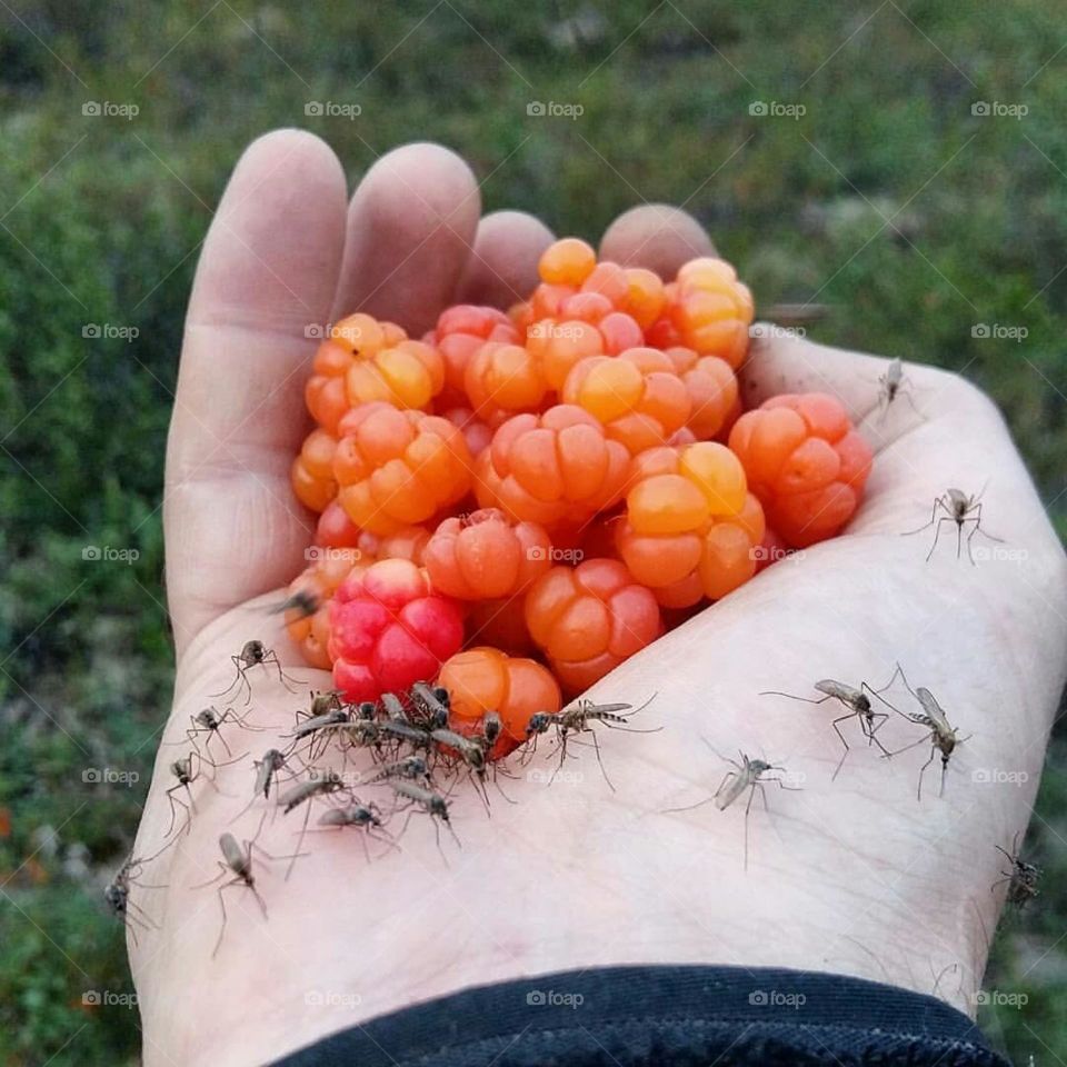 Collecting cloudberries