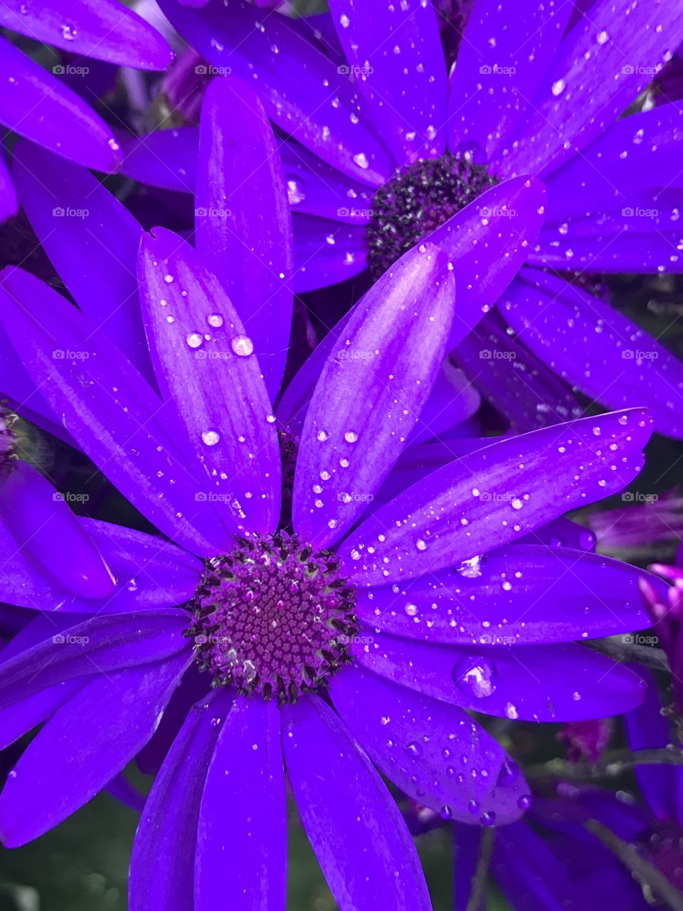 Water droplets on purple flower