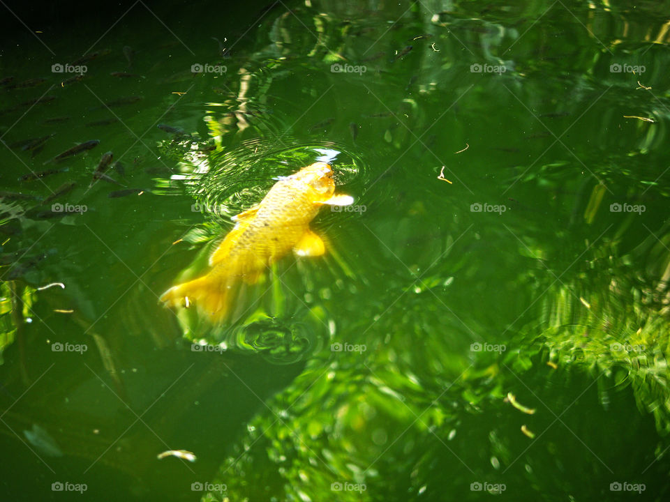 Золотая рыбка
