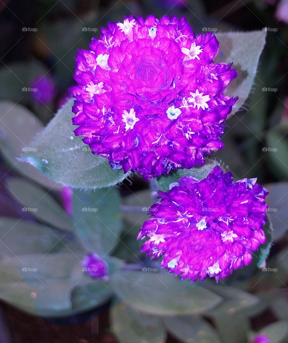 GLOBE AMARANTH FLOWERS