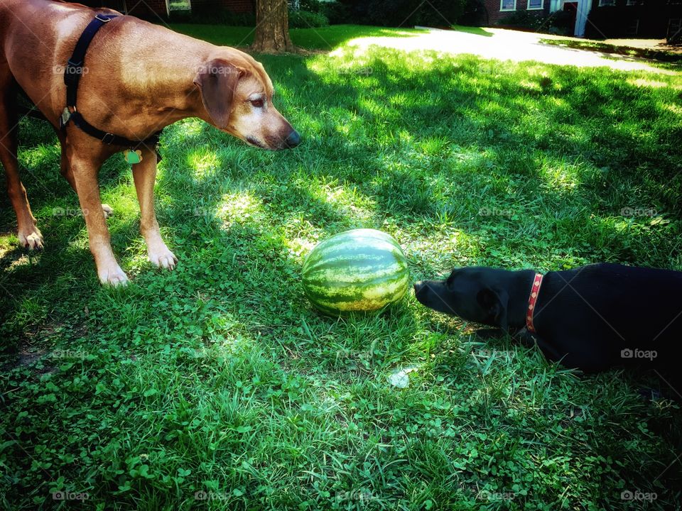 Two dogs investigating a suspicious unattended water melon on a lush green lawn on a summer day