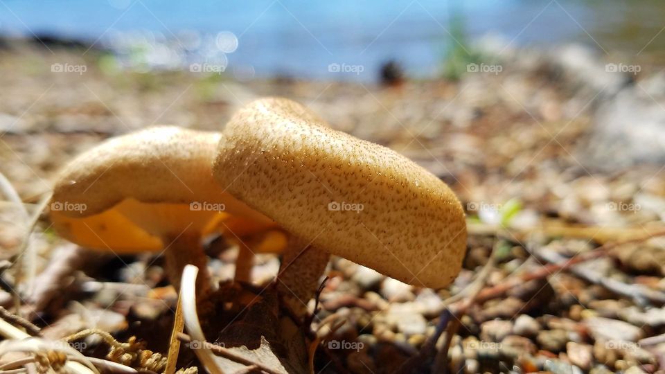 pair of mushrooms.