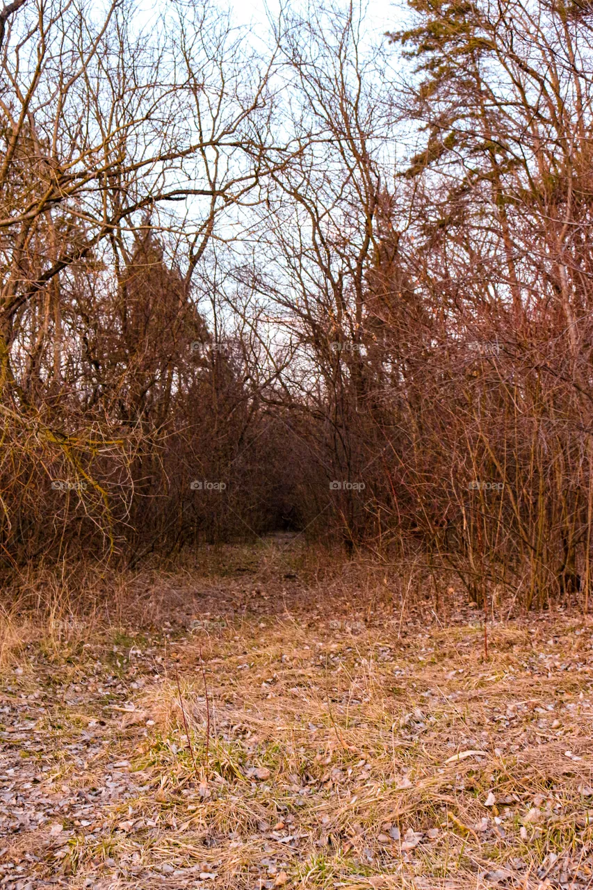Nature