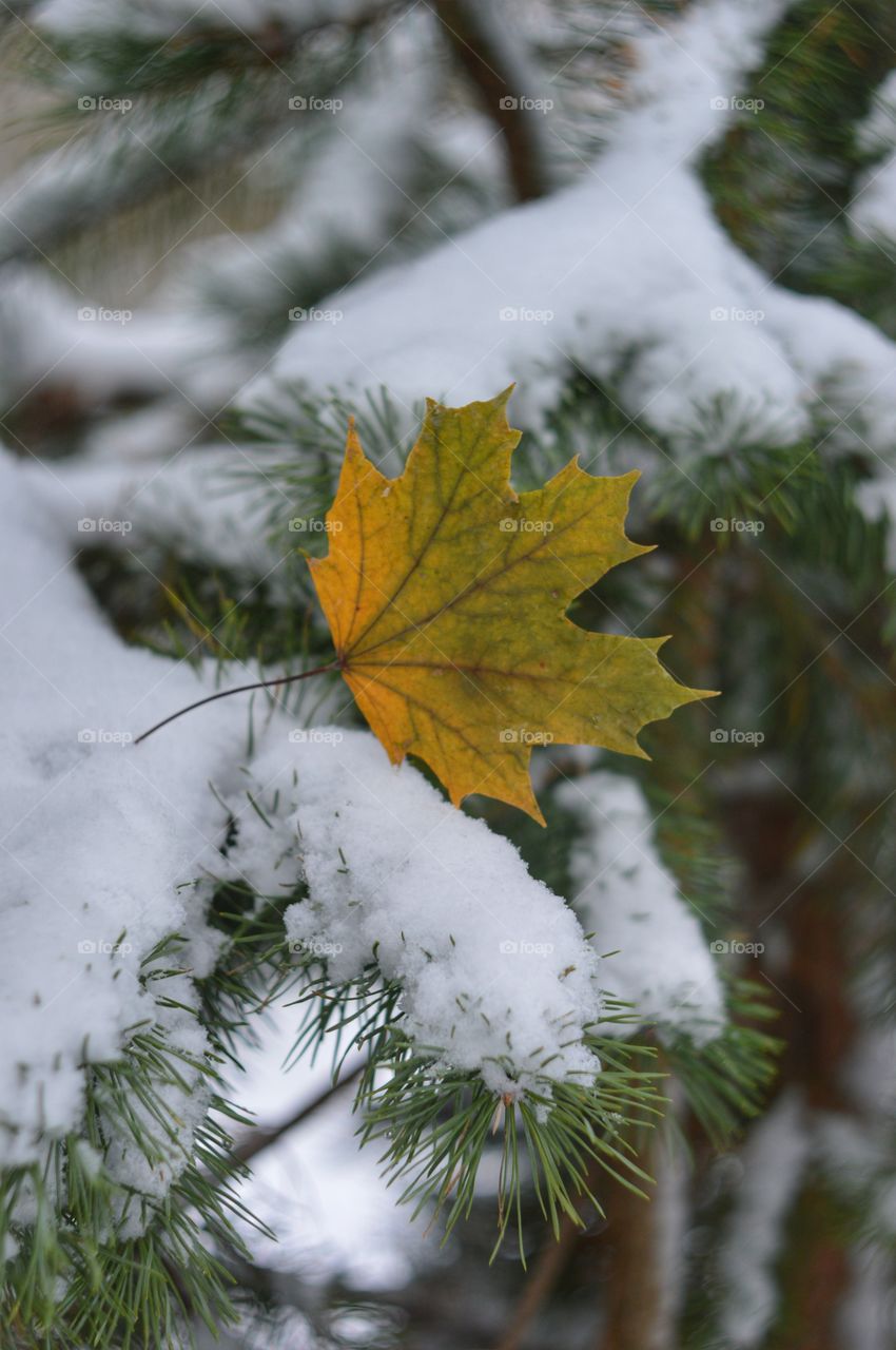 Maple leaves at winter