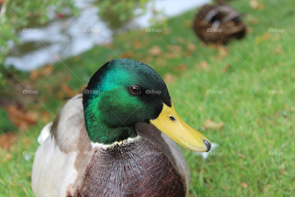 Mallard duck closeup