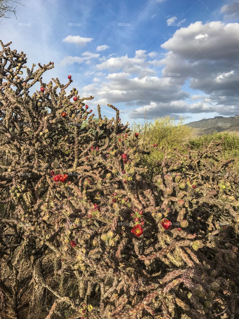 Desert Landscape - Cactus Floral 