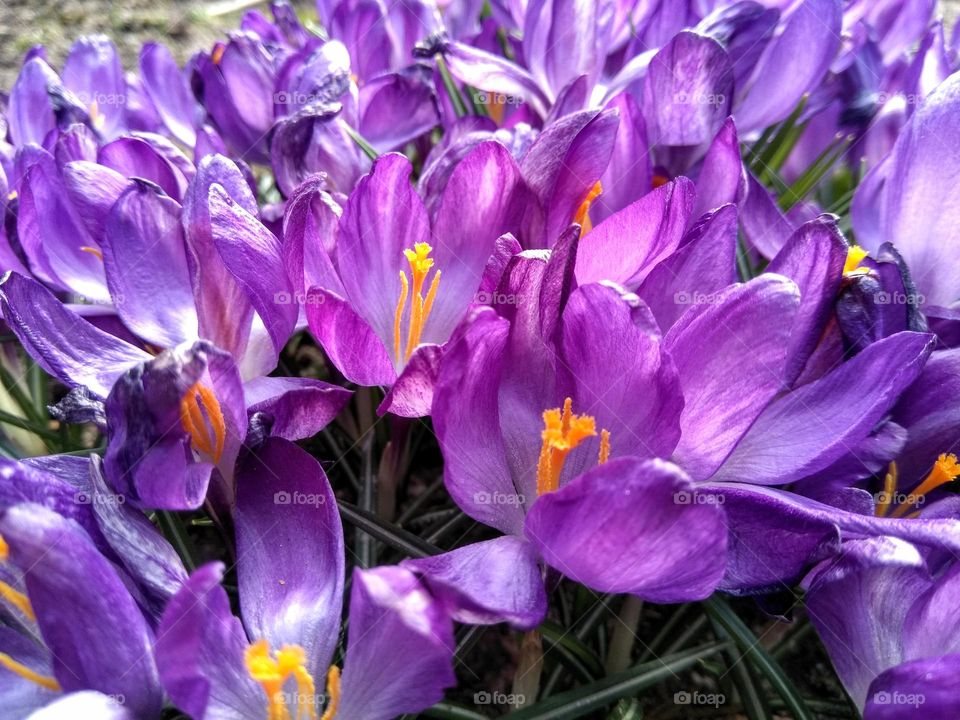 spring crocus flowers mobile photography