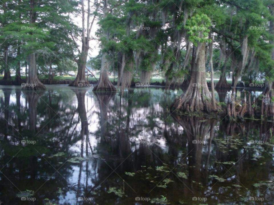 Louisiana swamp