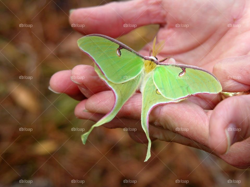 Luna moth
