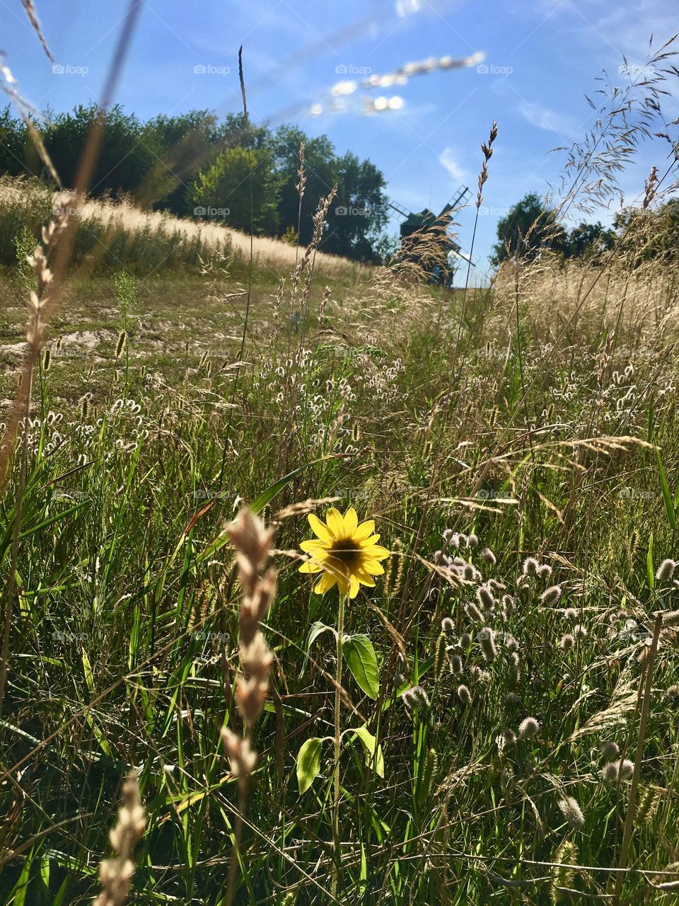 Sunflower 