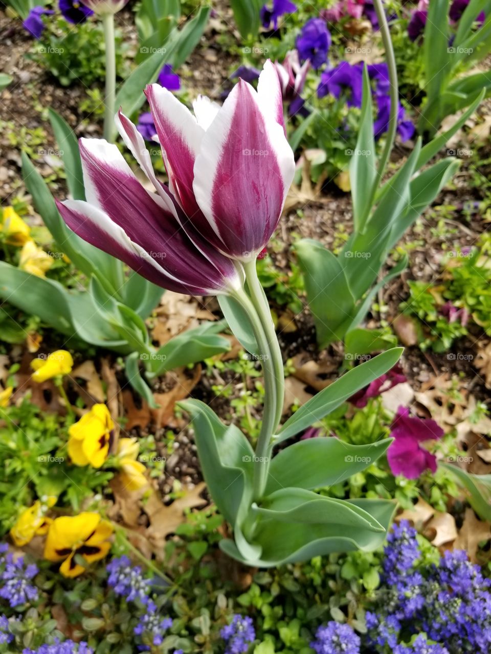 Double tulip