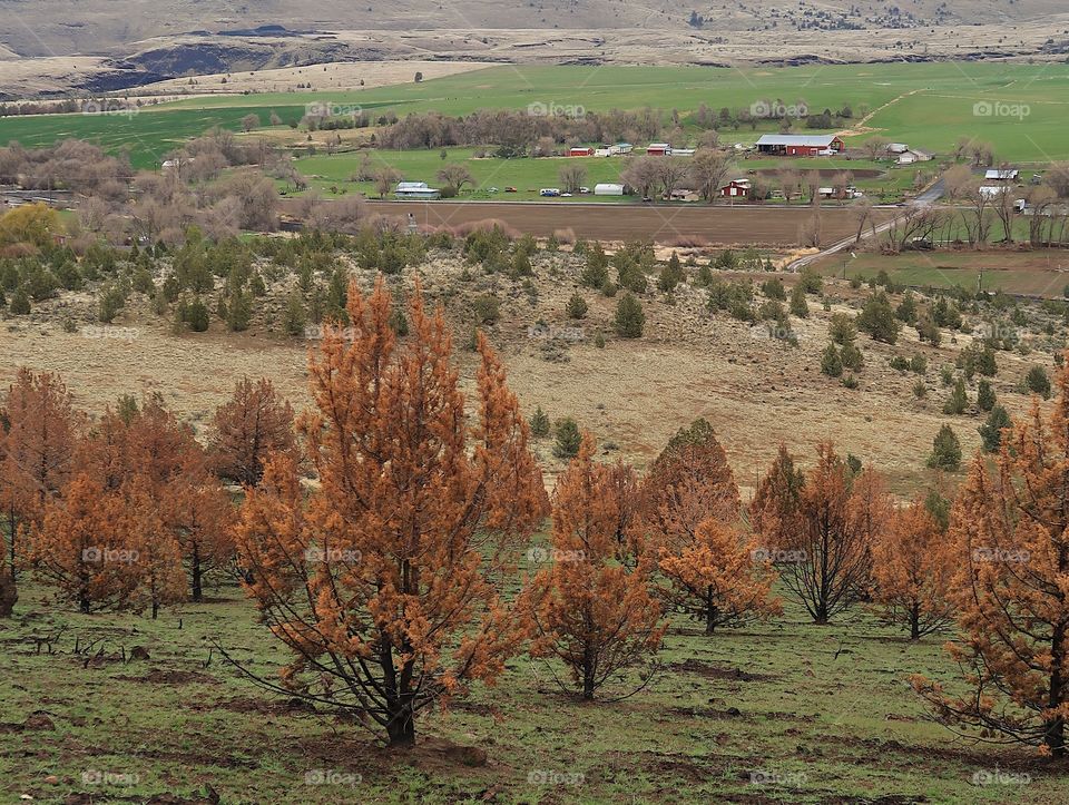 Juniper trees with brown needles and black trunks from a fire a year ago contrast with the bright green grass of spring on the hills above farmland in Central Oregon. 