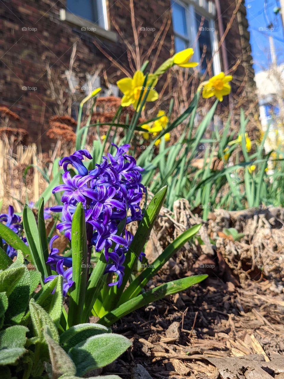 Urban city view.  Top view of blooming flowers,  branches close up. Spring season