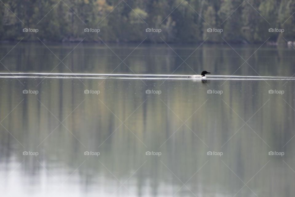 nature lake loon by alexaconcetta