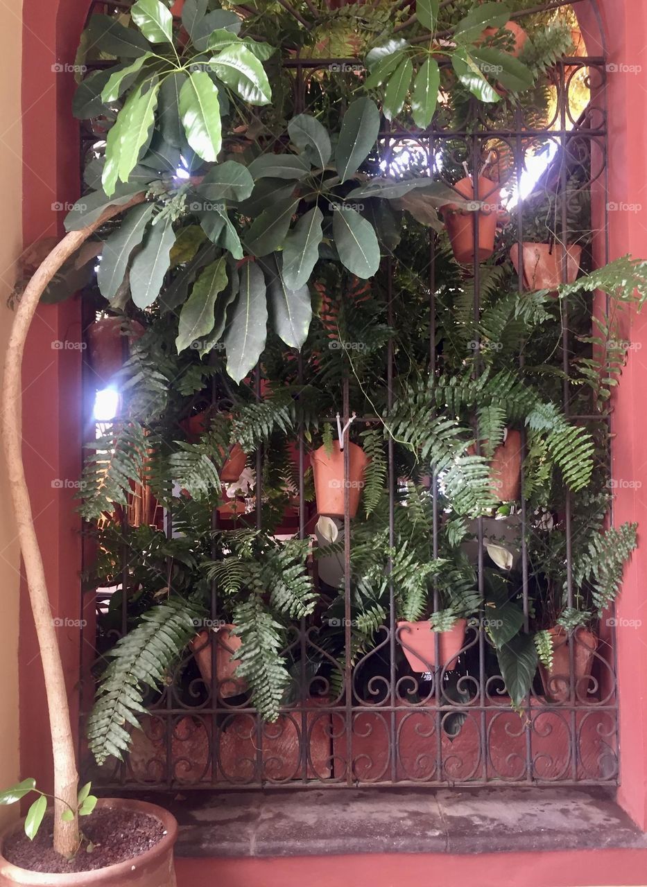 Green plants decorating window bars against magenta painted wall 