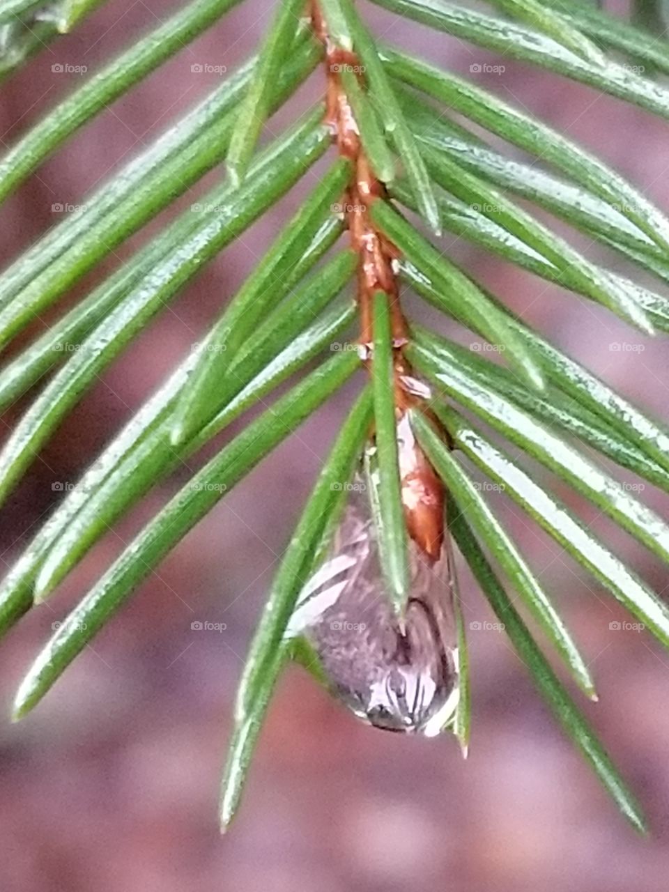 Raindrop on pine