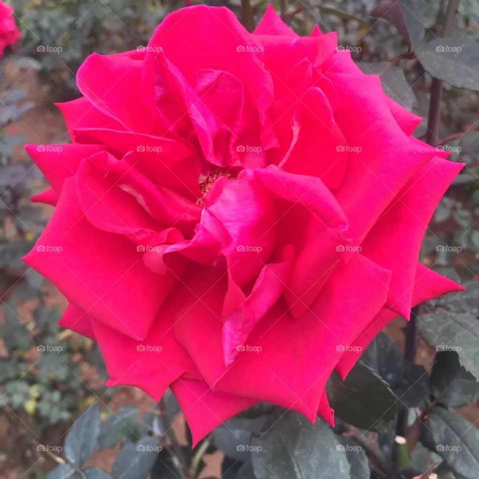 rose flower