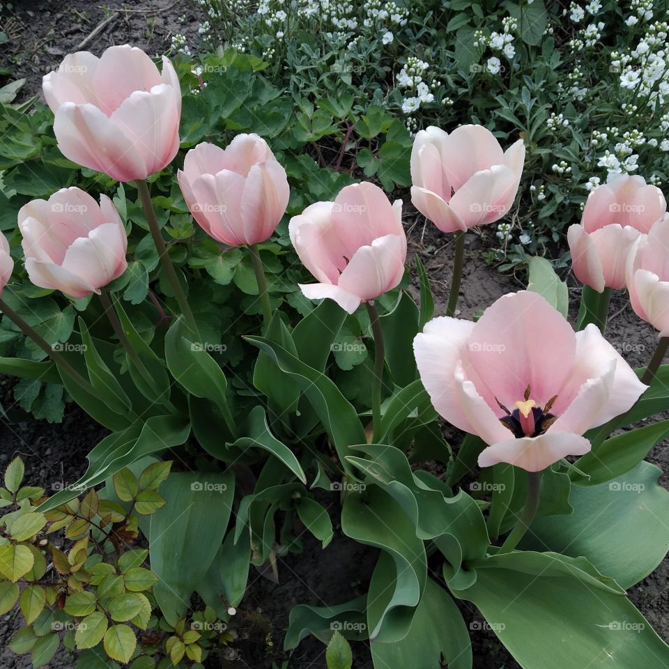 pink tulips