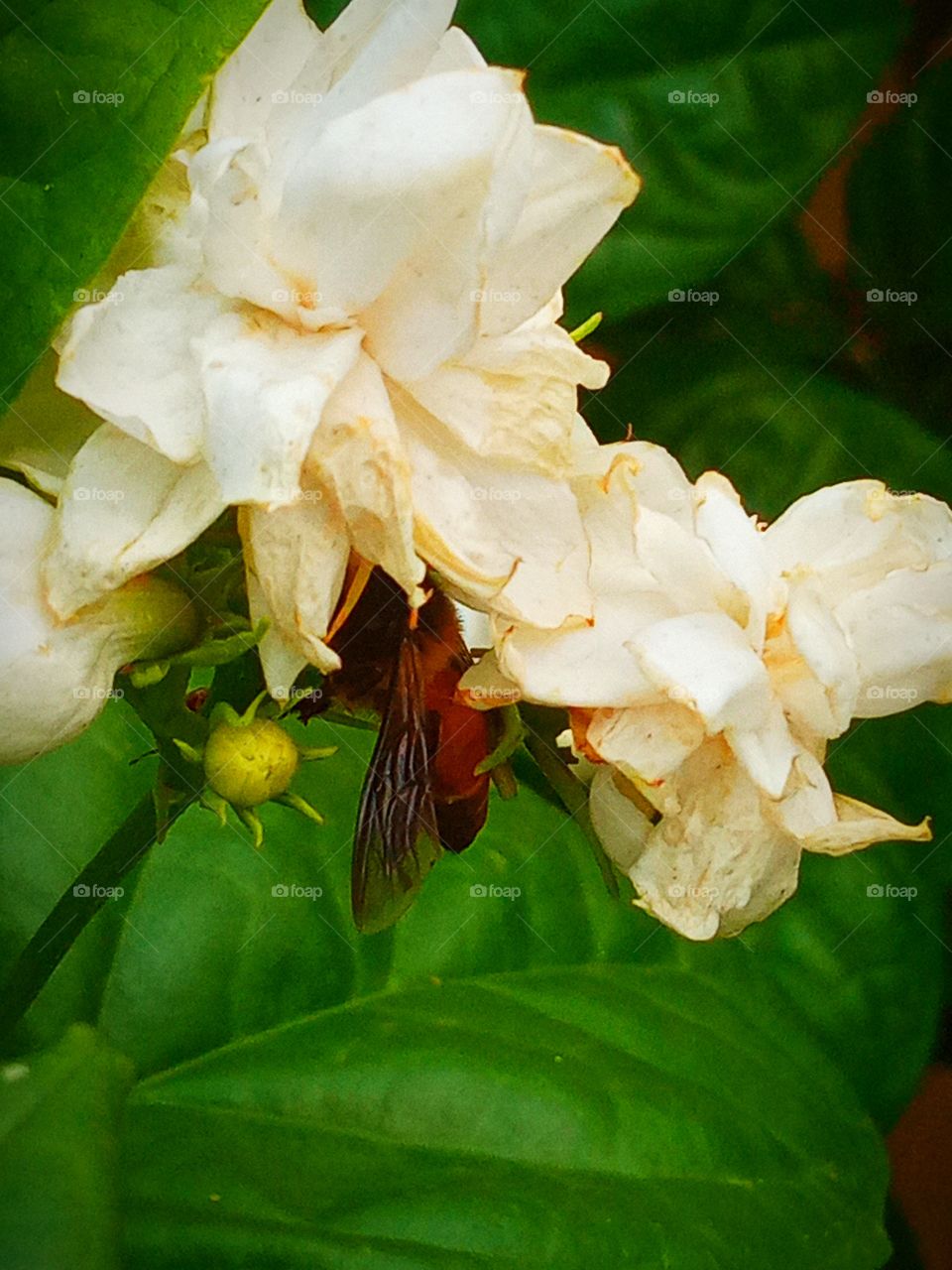 honey bee sucking nectar from white flower