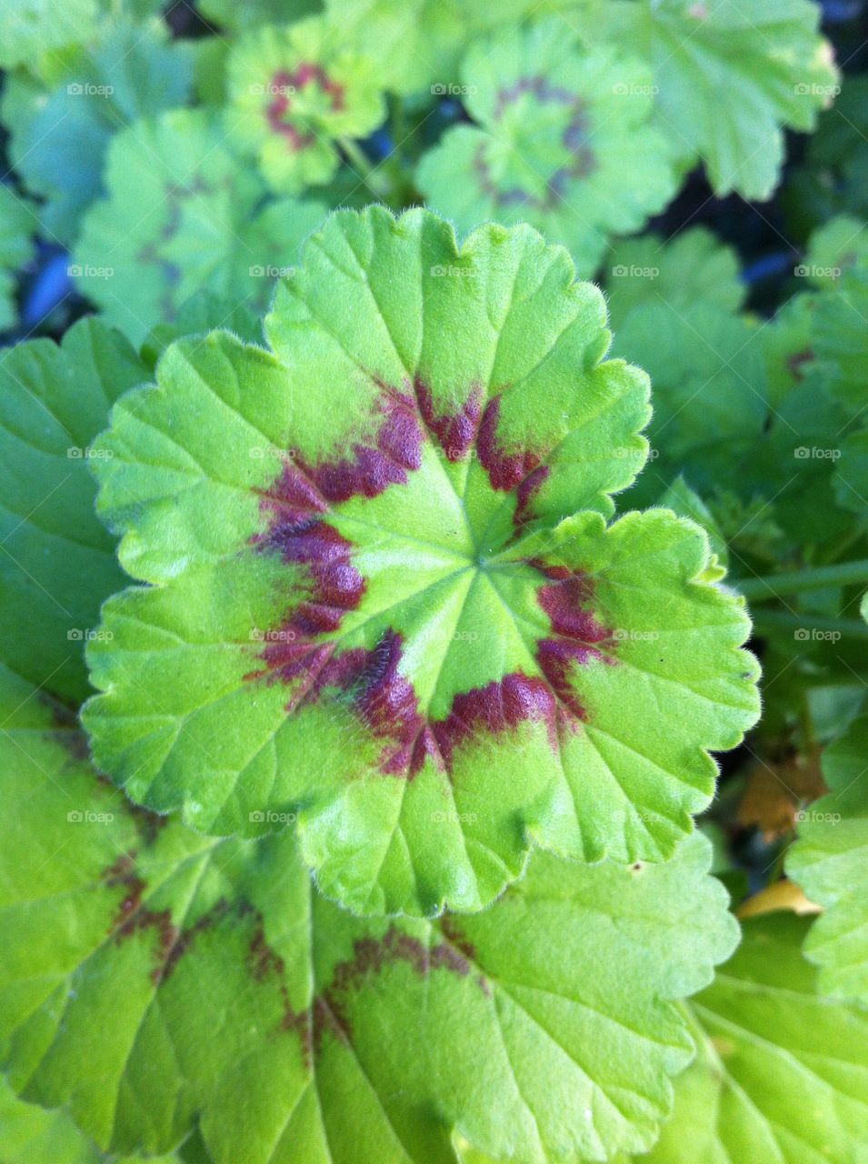 green nature pattern color by king