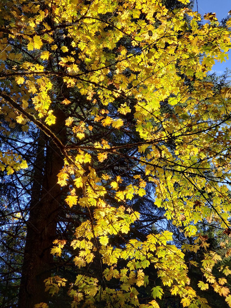 Stunning gold and yellow leaves in their fall colors brightly illuminated from the sun contrasted against a beautiful clear blue sky. 