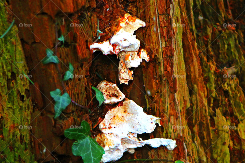 A closeup of some white fungi on a rotting tree with some green ivy winding its way around the wood. The colours are enhanced to highlight the myriad of colours in the decaying tree.