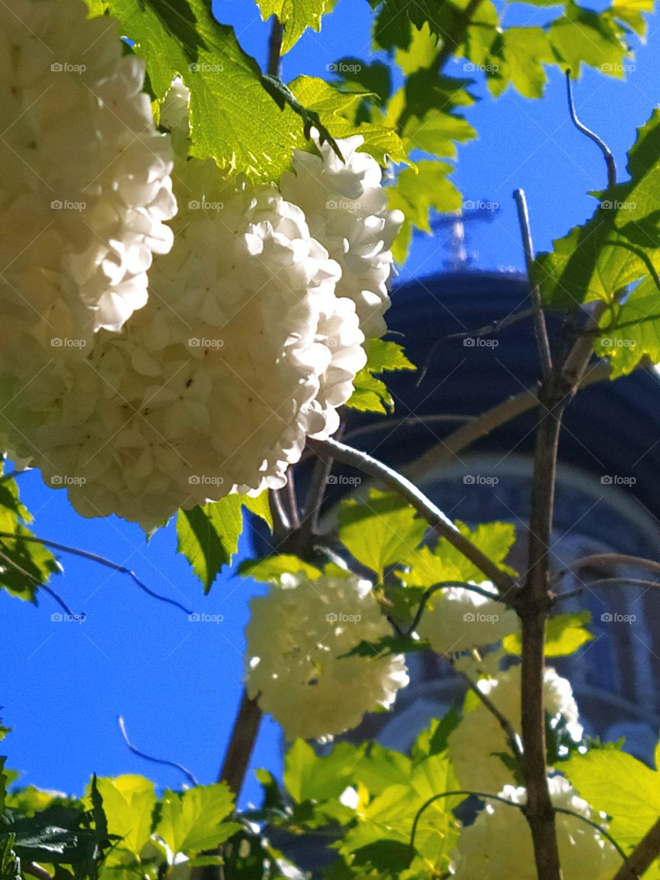 Phlox flowers against the background of the dome of the temple.