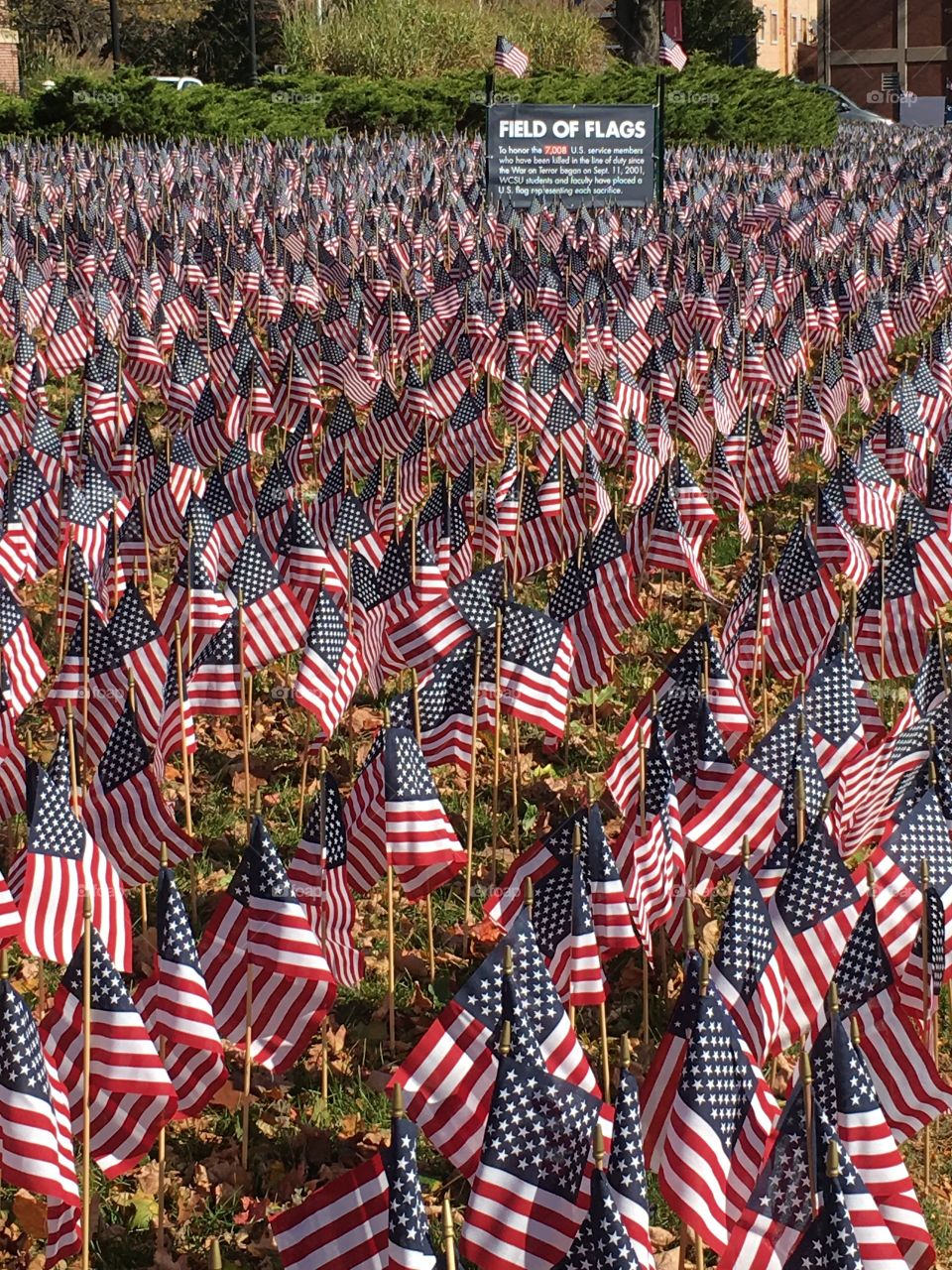 Field of flags in sun