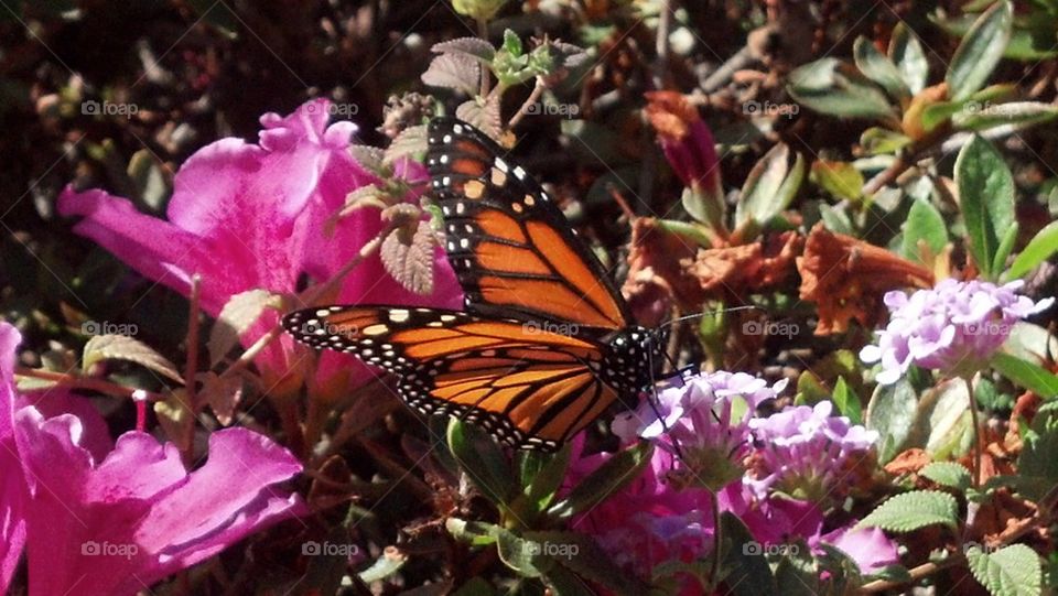 monarch butterfly