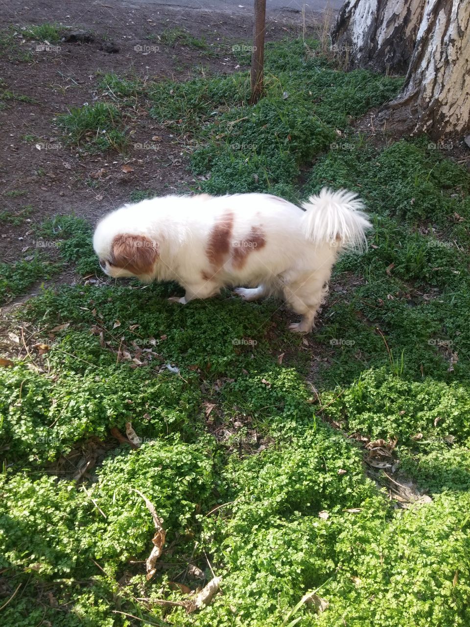 small and nice dog in Yerevan