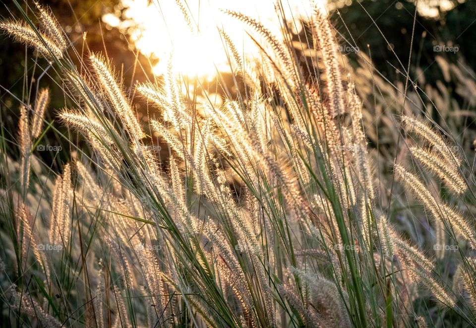 Beautiful field before sunset