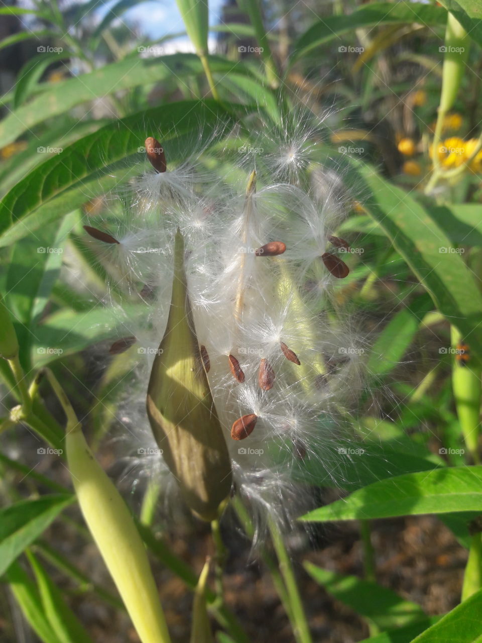 beautiful milkweed for monarch