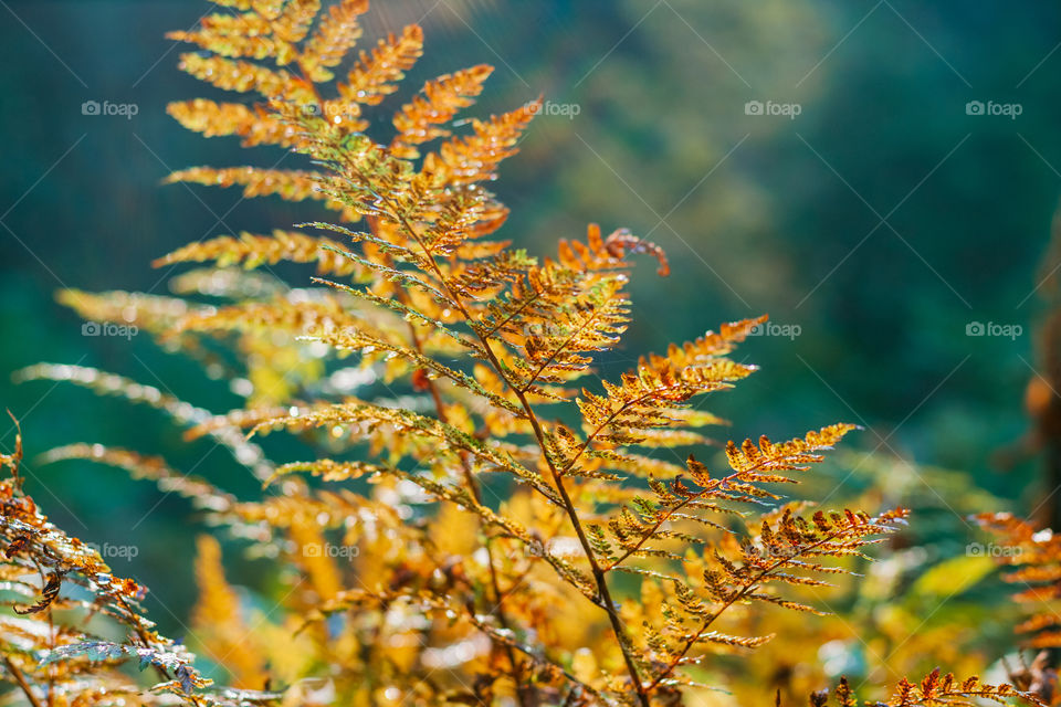 Fern in the sun