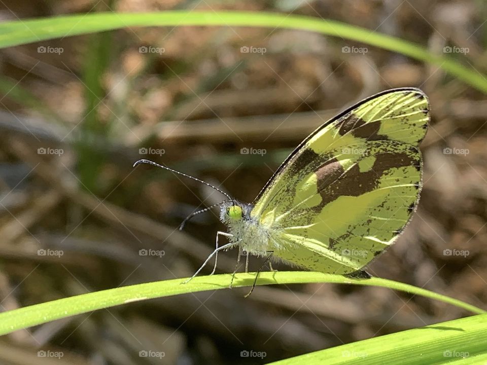 This wild and bright butterfly is from Thailand 