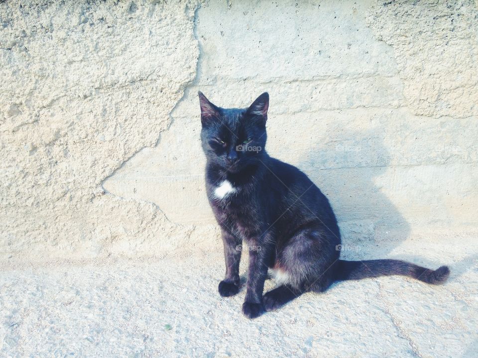 Cat, Mammal, No Person, Cute, Portrait