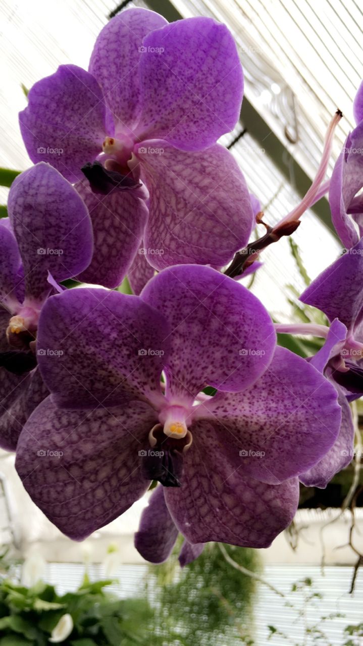 Purple 🌸 flowers