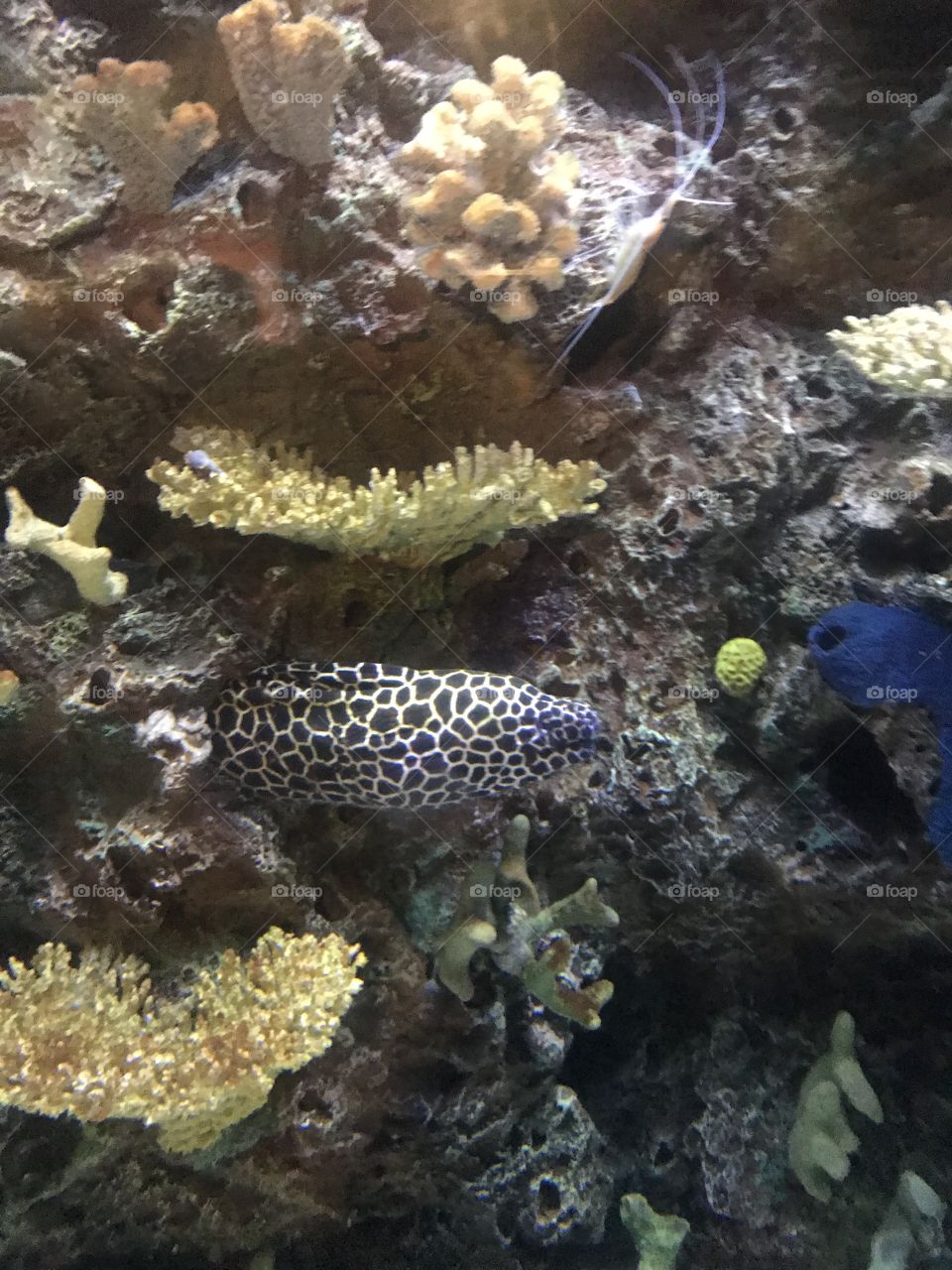 Aquarium Monterey bay