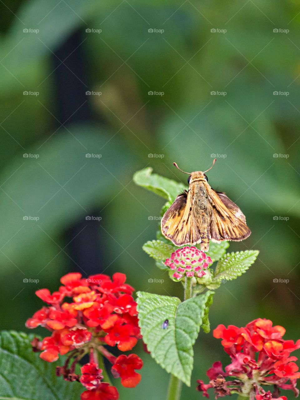 Moth in the garden