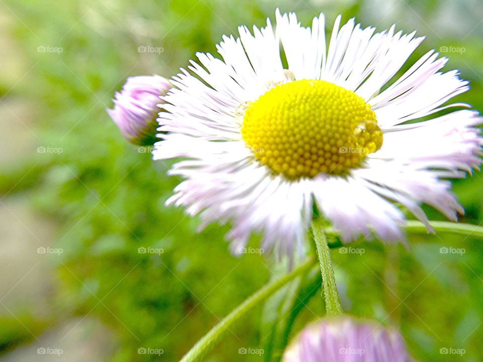 Small white flower in my backyard 