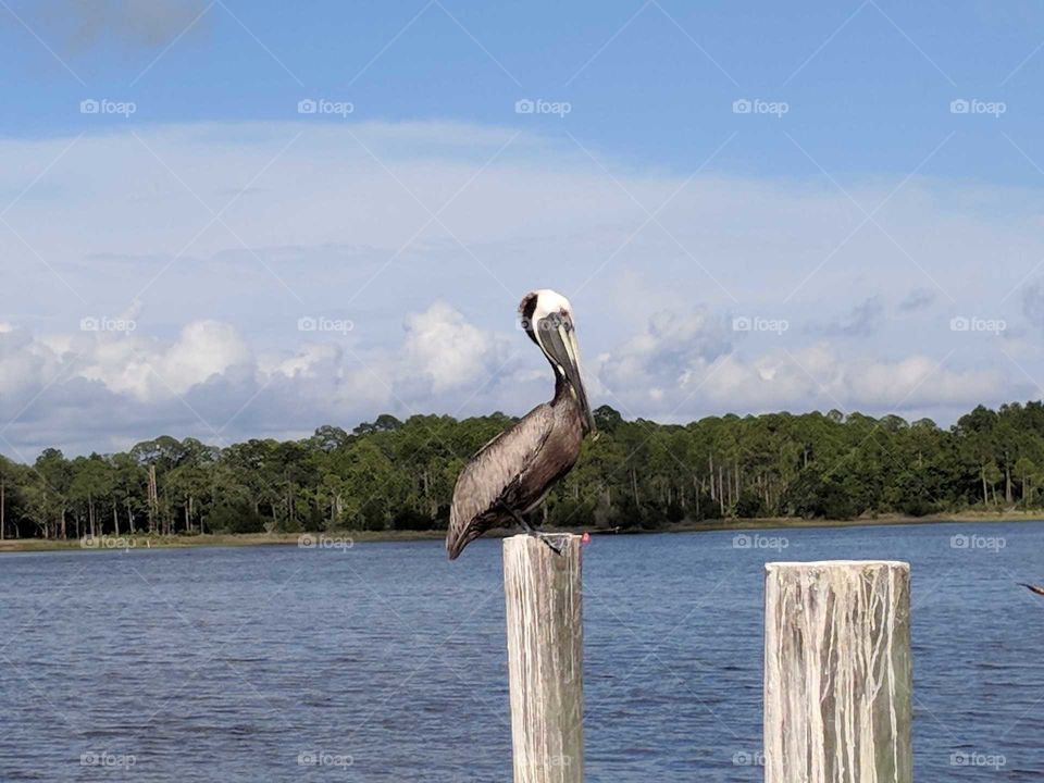 pelican sitting on a pilling