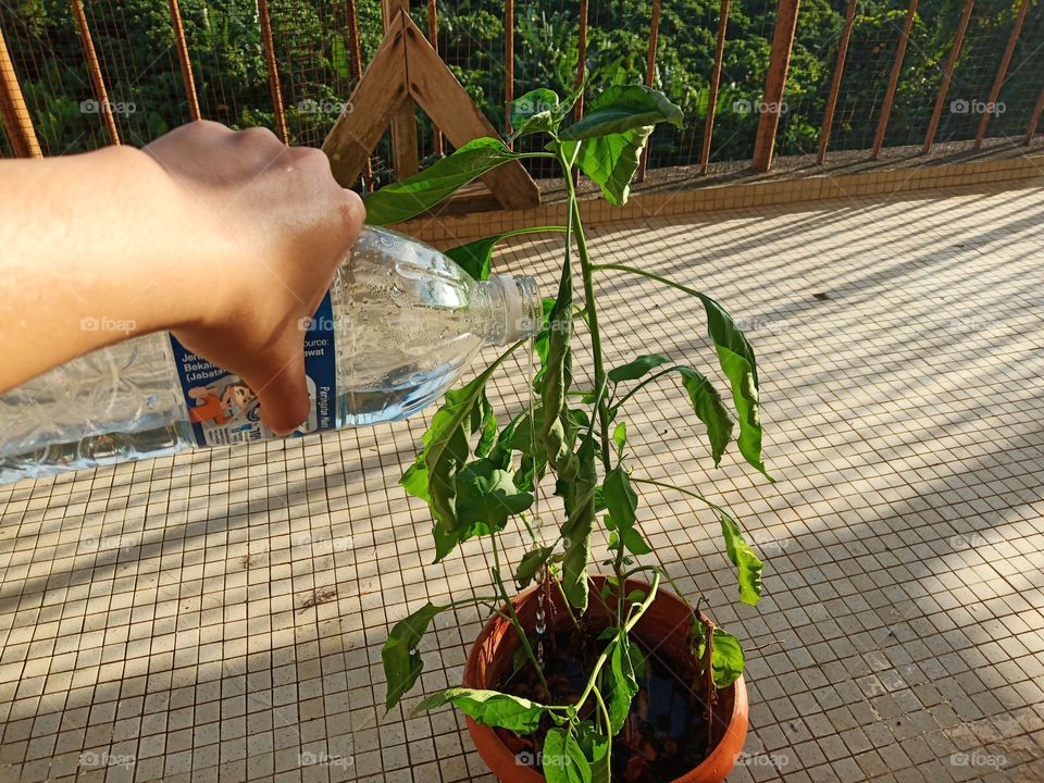 make my plant fresh dan healthy again