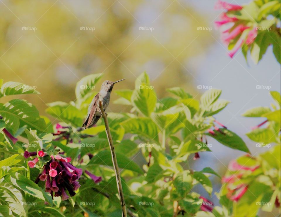 hummingbird sitting on a branch. wildlife. nature. Sacramento California. Southland Park