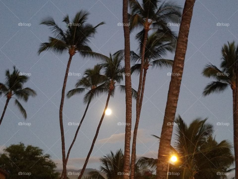 palm trees in Hawaii