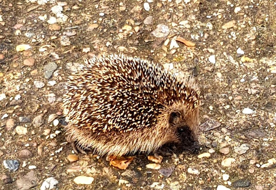 Little friend 🦔🥰