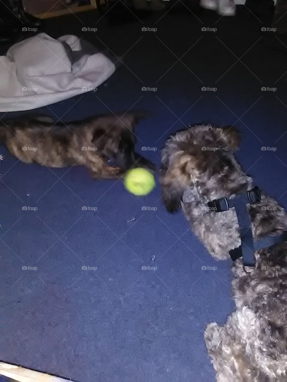 puppy's playing