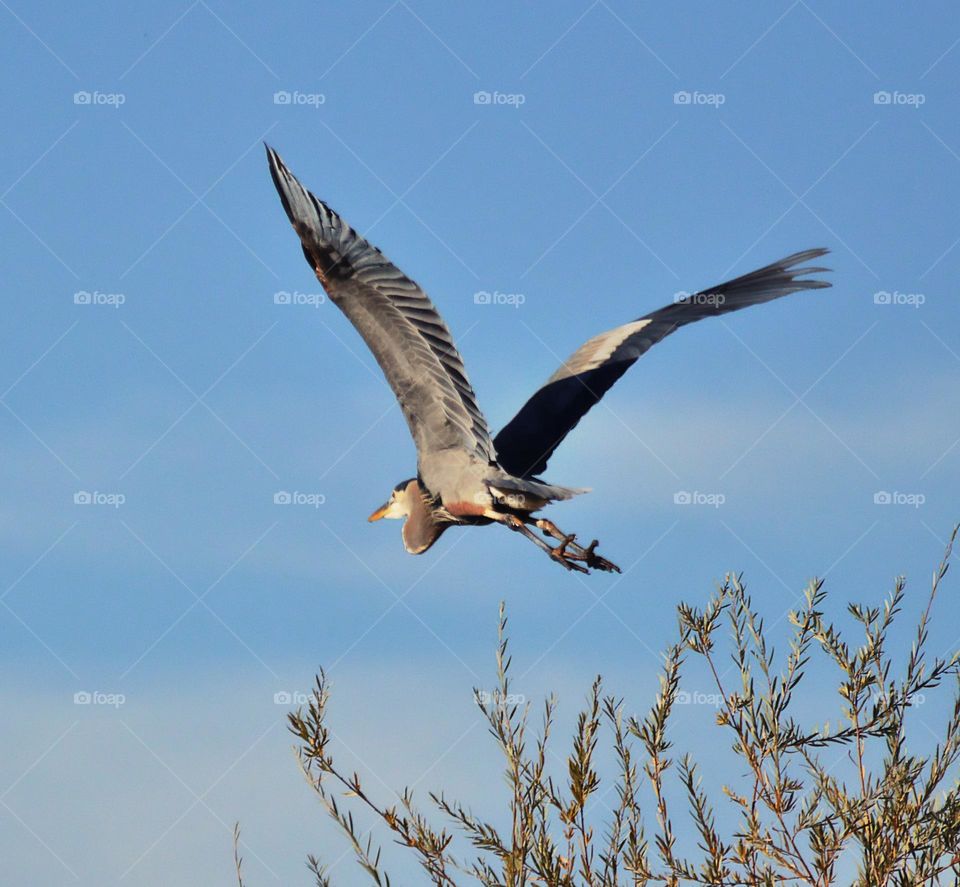Blue and Gray egret flying away over the trees into the blue sky