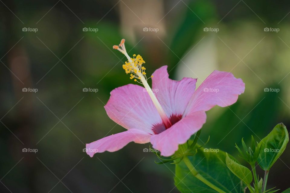 pink flower