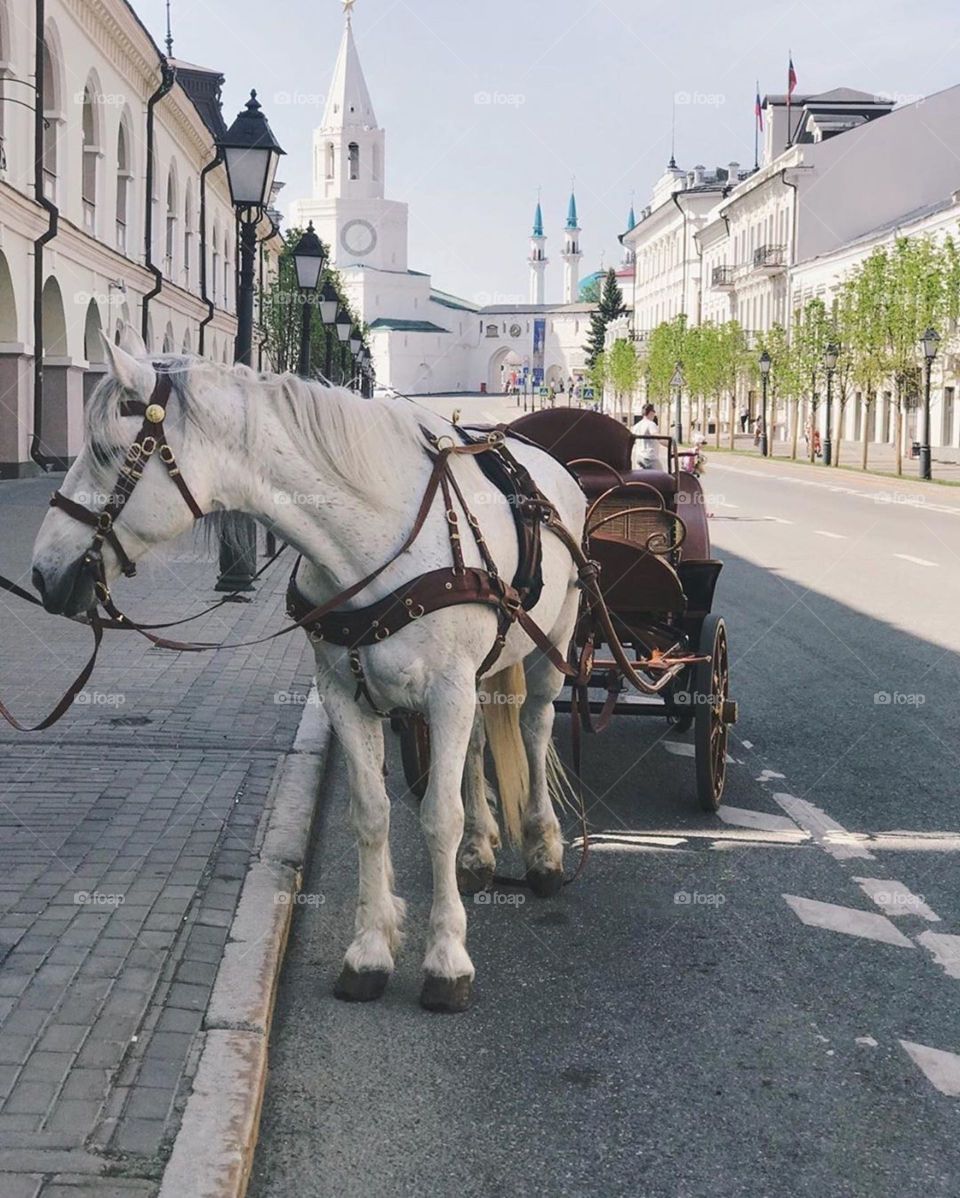 horse, city, wagon, cart, coach, russia, kazan, horse of carriage, harnessed horse